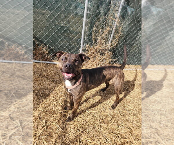 Medium Photo #2 Mutt Puppy For Sale in Evansville, IN, USA