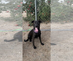 Labrador Retriever-Unknown Mix Dogs for adoption in San Diego, CA, USA