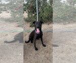 Penny - Female Labrador Retriever-Unknown Mix Dog for Adoption - Small photo