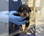 TEQUILA - Male Doberman Pinscher Dog for Adoption - Small photo