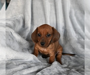 Dachshund Puppy for Sale in FREDERICKSBURG, Ohio USA