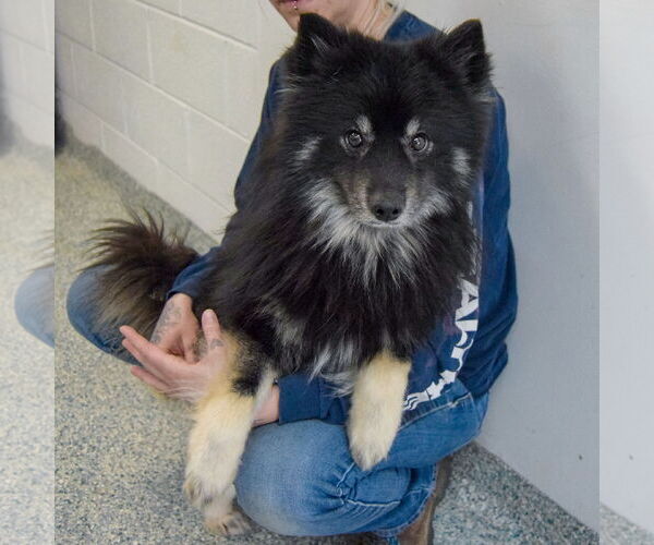Medium Photo #4 Pomsky Puppy For Sale in Huntley, IL, USA