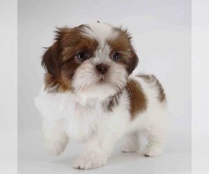 Shih Tzu Puppy for sale in LOS ANGELES, CA, USA