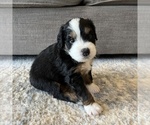 Puppy 4 Australian Mountain Dog