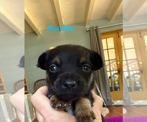 Medium Photo #1 Dachshund-Unknown Mix Puppy For Sale in New York, NY, USA