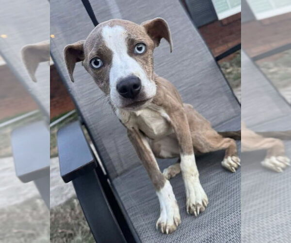 Medium Photo #2 Mutt Puppy For Sale in New York, NY, USA