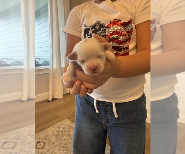 Medium Photo #2 Shih Tzu Puppy For Sale in HARRISONBURG, VA, USA