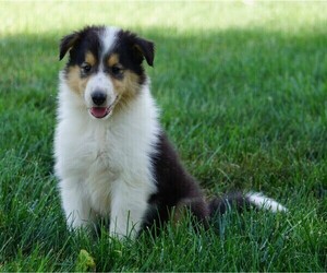 Collie Puppy for sale in FREDERICKSBG, OH, USA