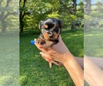 Small #2 Yorkshire Terrier