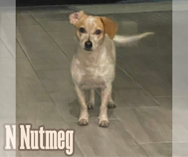 Medium Photo #4 Dachshund-Unknown Mix Puppy For Sale in San Antonio, TX, USA