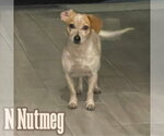 Small #3 Dachshund Mix