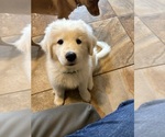 Puppy Roley Great Pyrenees