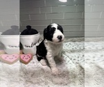 Small Photo #4 Sheepadoodle Puppy For Sale in BROOKSVILLE, FL, USA