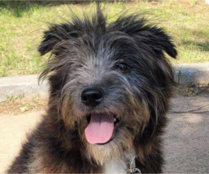 Mutt Dogs for adoption in San Ramon, CA, USA