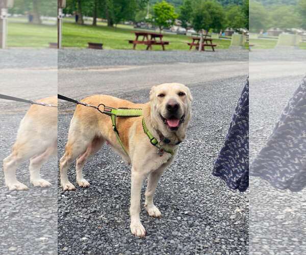 Medium Photo #2 Labrador Retriever-Unknown Mix Puppy For Sale in Lewistown, PA, USA