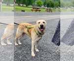 Small #1 Labrador Retriever Mix