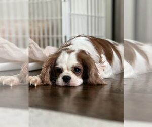 Cavalier King Charles Spaniel Dogs for adoption in Tenafly, NJ, USA