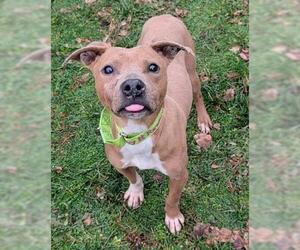 Mutt Dogs for adoption in Akron, OH, USA