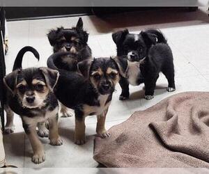 Chihuahua-Unknown Mix Dogs for adoption in Parlier, CA, USA