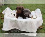 Puppy Chocolate femal Labrador Retriever