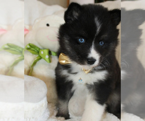 Pomsky Puppy for sale in BURNS TWNSHP, MN, USA