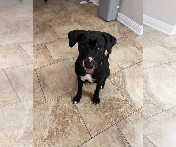 Medium Photo #5 Labrador Retriever-Unknown Mix Puppy For Sale in Ocean Springs, MS, USA