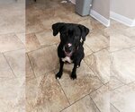 Small #4 Labrador Retriever Mix