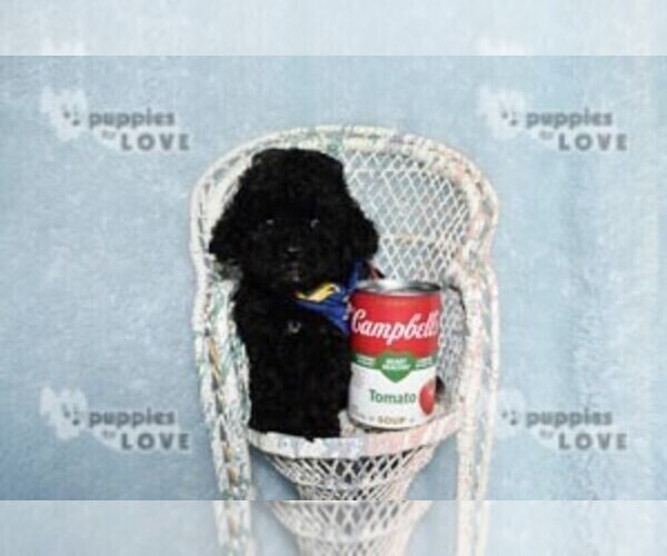 Medium Photo #7 Poodle (Toy) Puppy For Sale in SANGER, TX, USA
