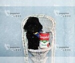 Small #6 Poodle (Toy)