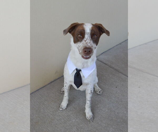 Medium Photo #1 Border Collie-Pointer Mix Puppy For Sale in McKinney, TX, USA