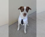 Small Border Collie-Pointer Mix