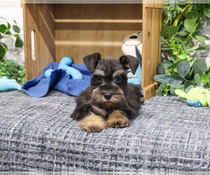 Schnauzer (Miniature) Puppy for sale in SYRACUSE, IN, USA