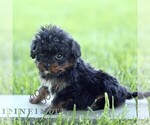 Small #1 Cavapoo (Miniature)