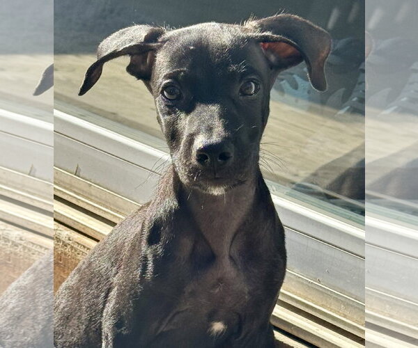 Medium Photo #1 Chihuahua-Unknown Mix Puppy For Sale in Jefferson, NJ, USA