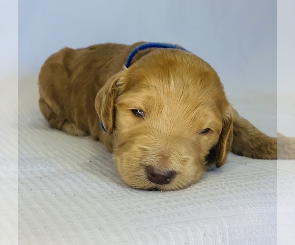 Medium Photo #8 Goldendoodle Puppy For Sale in COLBERT, WA, USA