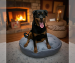 Small #2 Rottweiler