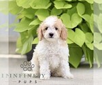 Small #3 Poodle (Miniature)