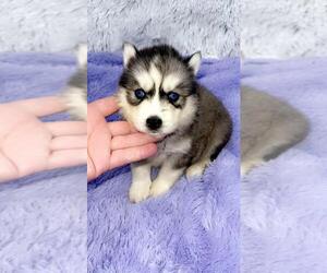 Siberian Husky Puppy for sale in SANDY HOOK, KY, USA