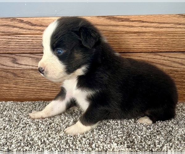 Medium Photo #4 Australian Shepherd Puppy For Sale in LODA, IL, USA