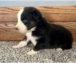 Small #3 Australian Shepherd
