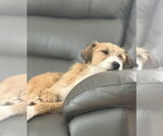 Small #2 Mutt