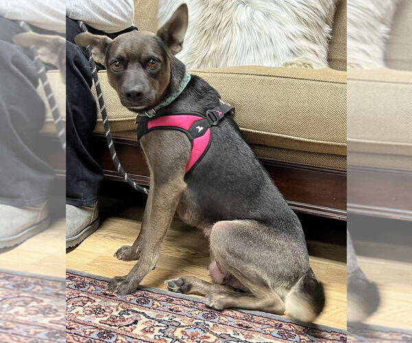 Medium Photo #1 Mutt Puppy For Sale in Mundelein, IL, USA