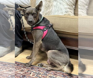 Mutt Dogs for adoption in Mundelein, IL, USA