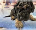 Small Photo #33 Aussiedoodle Miniature  Puppy For Sale in COMMERCE, MI, USA