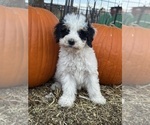 Love - Female Bernedoodle (Miniature) Puppy for Sale - Photo #2