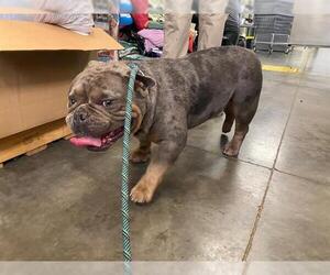 Bulldog Dogs for adoption in Lee's Summit, MO, USA