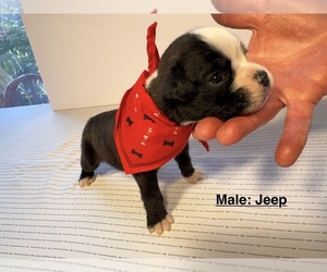 Boxer Puppy for sale in EUREKA, IL, USA