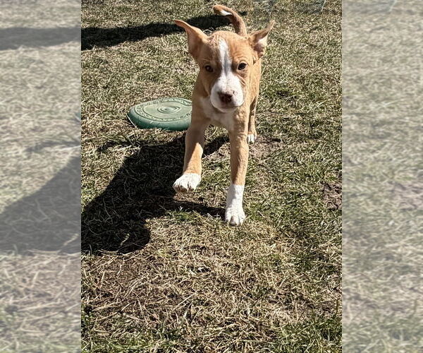 Medium Photo #2 Australian Shepherd-Unknown Mix Puppy For Sale in Springdale, PA, USA