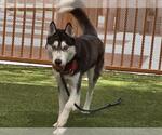 Small Siberian Husky Mix