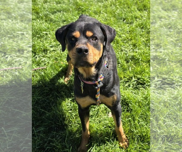Medium Photo #12 Rottweiler-Unknown Mix Puppy For Sale in Sandy, UT, USA